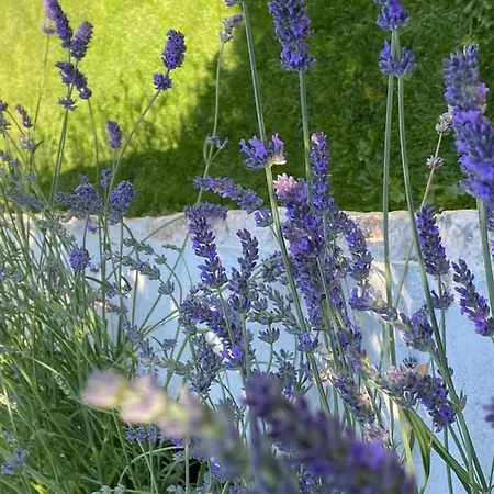Sterna Ii - Mit Pool Und Garten